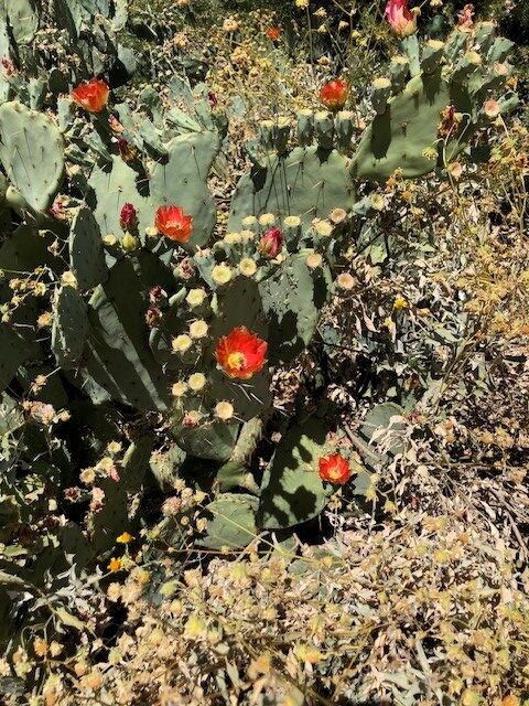 prickly pear cactus with orange blossoms