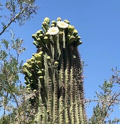 a saguaro cactus with white blossoms on top