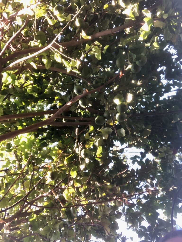 The branches, leaves, and green fruit of a lemon tree