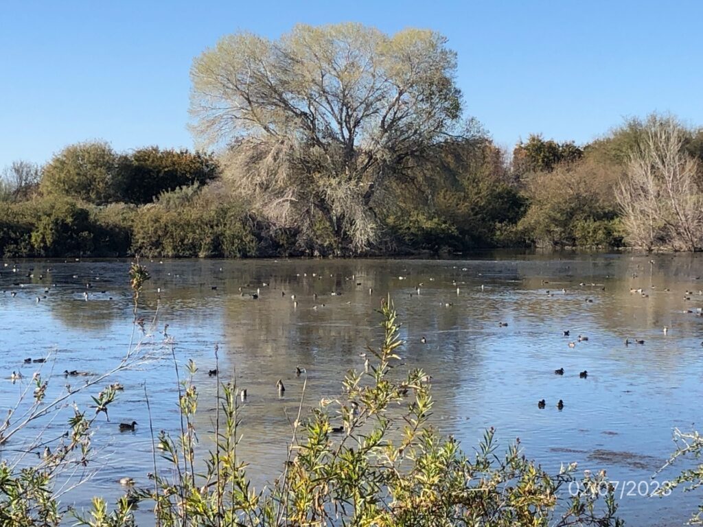 a pond the lots of birds on it and a large bare tree in the background