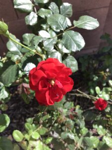 a red rose in bloom on a bush