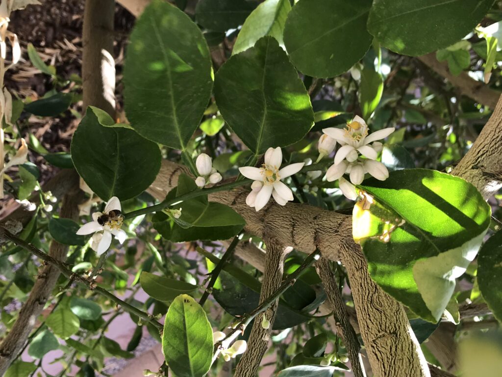 White blossoms on a lemon tree