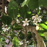 White blossoms on a lemon tree