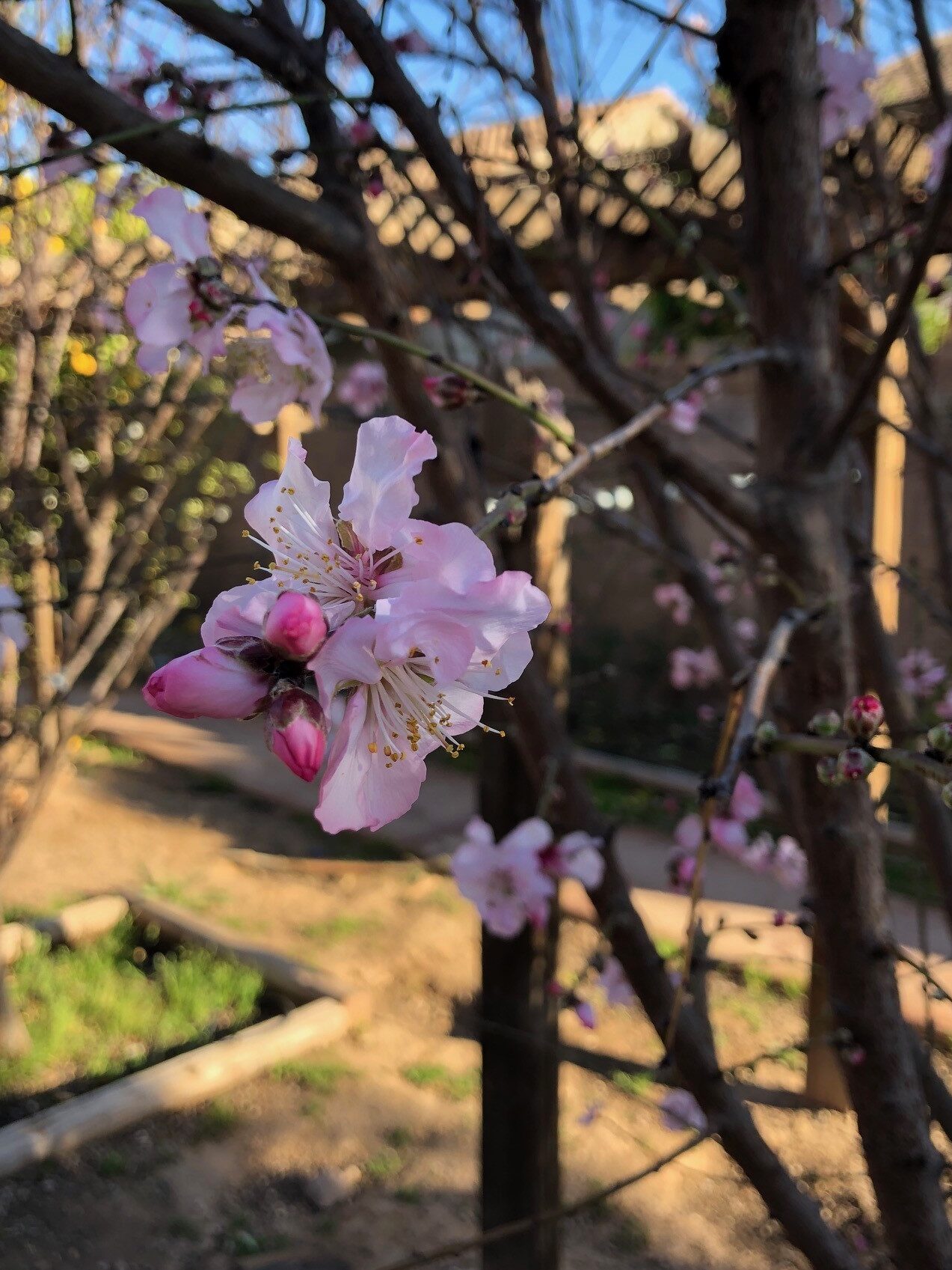 Close up of pink apple blossoms 